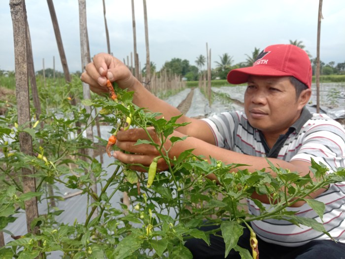 Cara Sukses Merintis Bisnis Cabe terbaru
