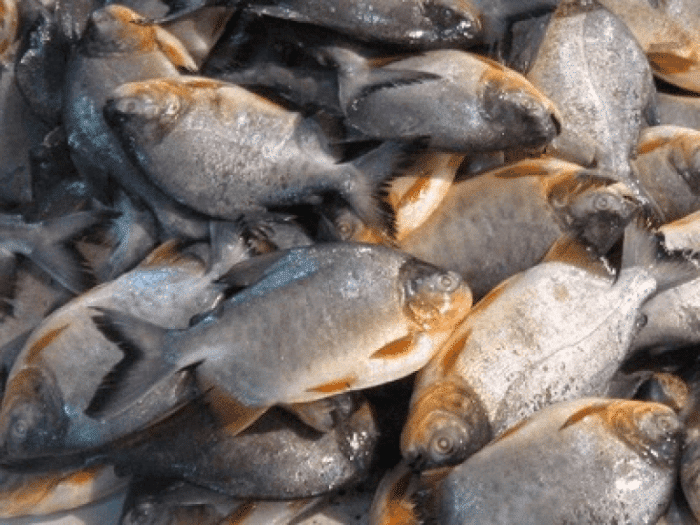 Peluang Bisnis Ikan Bawal: Tips Memulai terbaru