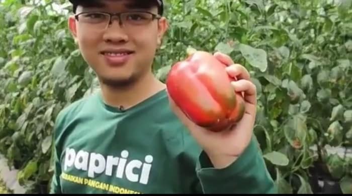 usaha paprika