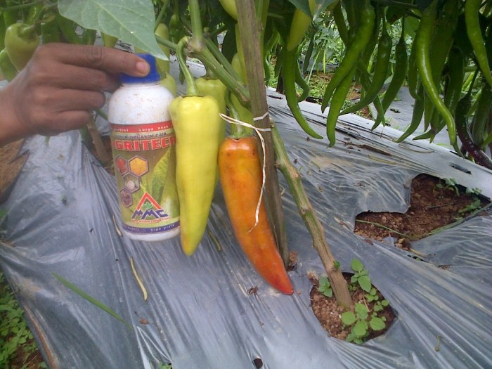 usaha cabe