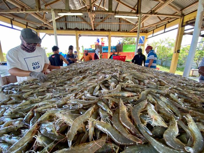 udang potensial budidaya di Indonesia