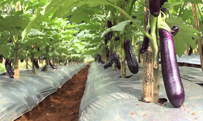 terong ungu menanam agar berbuah lebat rahasia eggplant langkah dilewatkan jangan budidaya Cara Usaha Terong Ungu terbaru