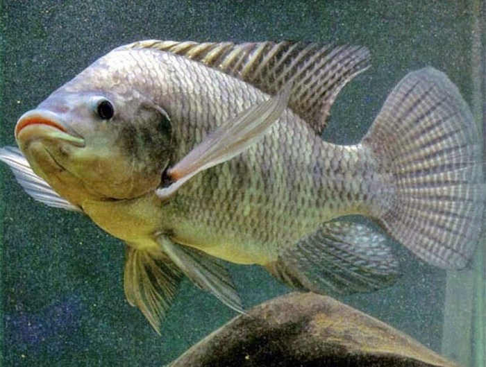 Keunggulan Bisnis Ikan Mujair terbaru