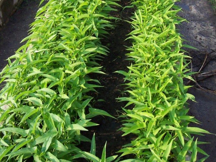 usaha kangkung