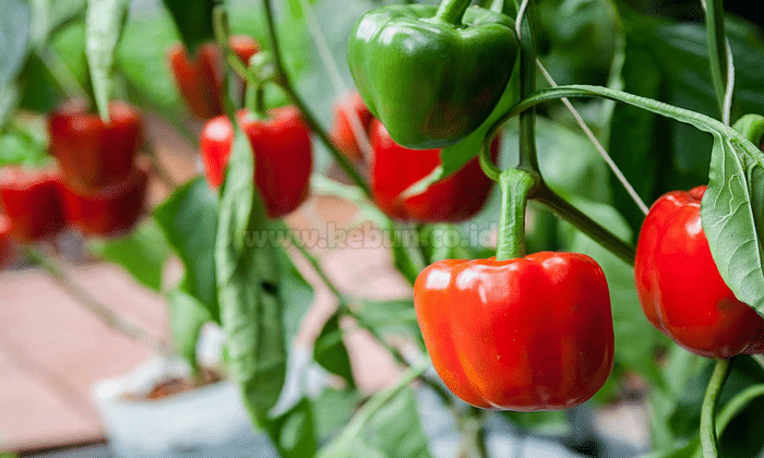 paprika budidaya peluang usaha usahanya analisa tutup