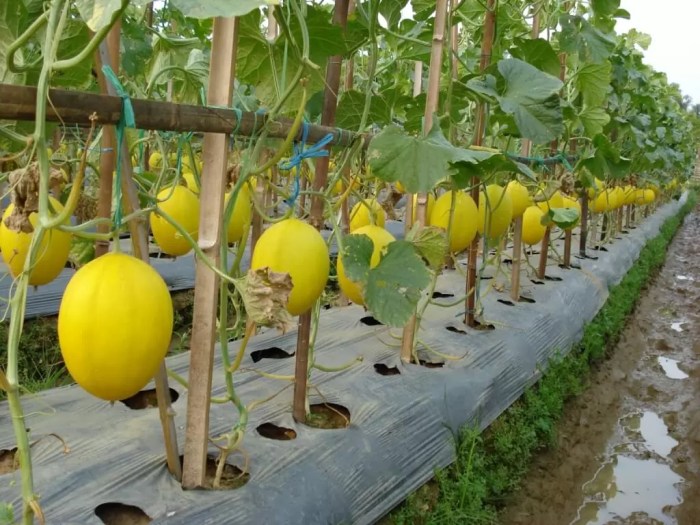 bisnis budidaya melon melon budidaya kuning