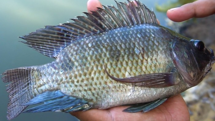 Bisnis Ikan Mujair