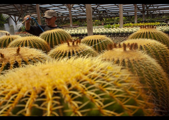 budidaya ide kaktus peluang hias tanaman usaha ilmu ekonomi membutuhkan cukup ribet sedikit perawatan memberinya selain bentuknya
