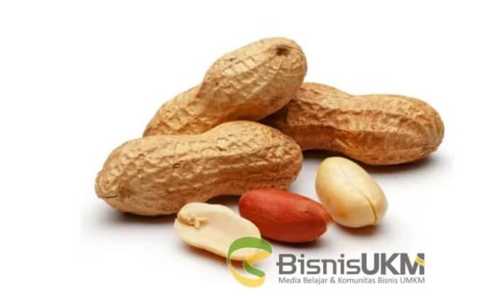 Peluang Usaha Kacang Tanah dan Cara Budidayanya terbaru kacang tanah usaha budidaya apakah tanaman tani petani myagri pecel berwirausaha