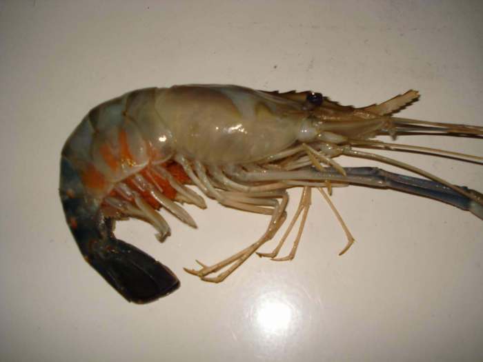 Peluang dan Bisnis Ternak Udang Galah terbaru