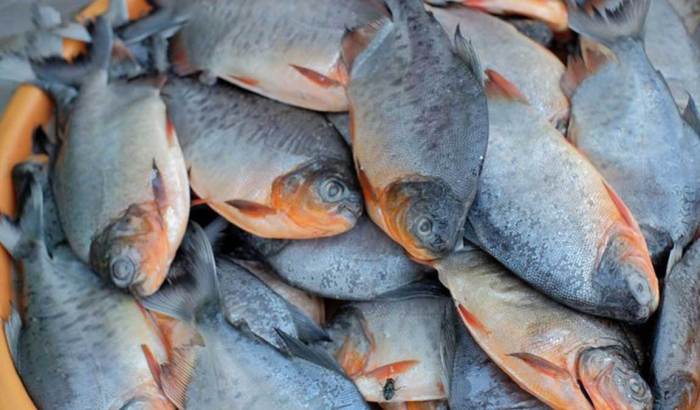 bisnis ikan bawal