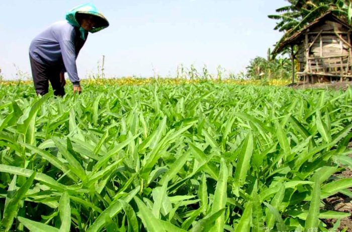 Cara Memulai Usaha Kangkung terbaru