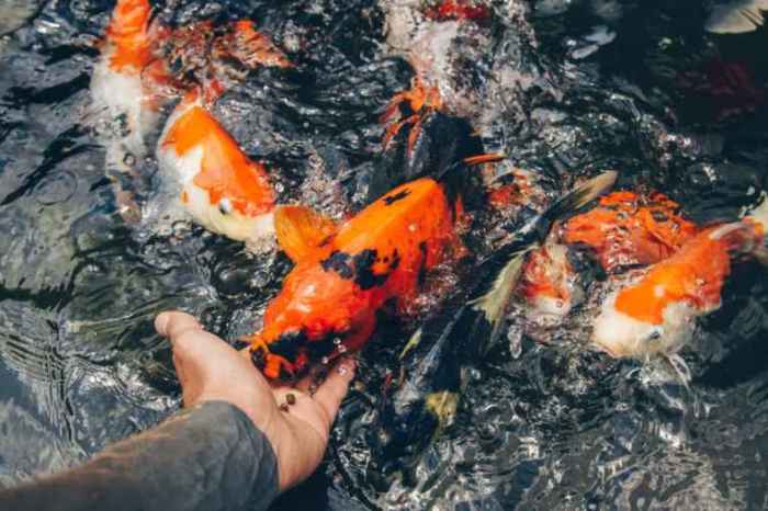 Modal dan Perhitungan Keuntungan dalam Usaha Produsen Pakan Ikan terbaru modal usaha pakan ikan
