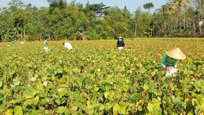 Peluang Usaha Kacang Hijau di Indonesia terbaru