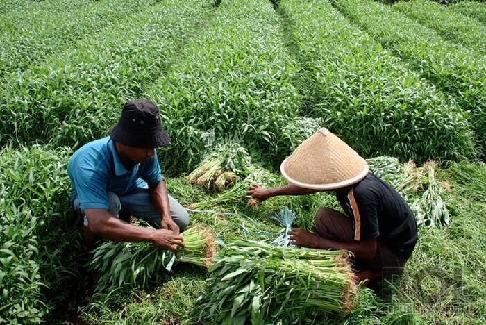 Cara Memulai Usaha Kangkung terbaru