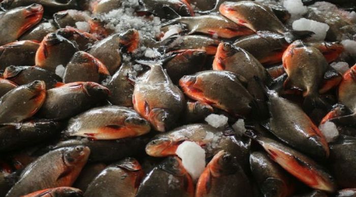 bisnis ikan bawal