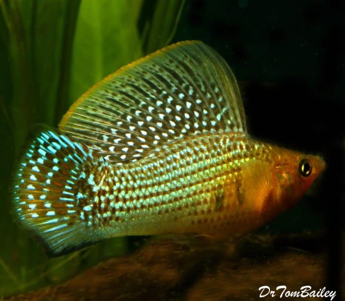 Bisnis Ikan Molly Memulai Bisnis Ikan Molly: Peluang, Jenis, dan Teknik Budidayanya terbaru