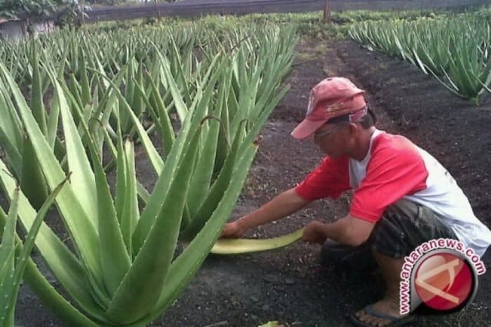 Usaha Lidah Buaya: Peluang Bisnis dengan Potensi Keuntungan Tinggi terbaru