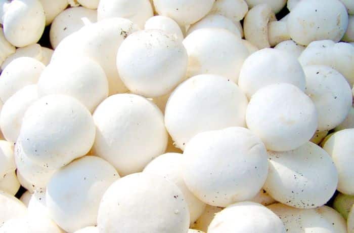Peluang Usaha Jamur Kancing di Indonesia terbaru