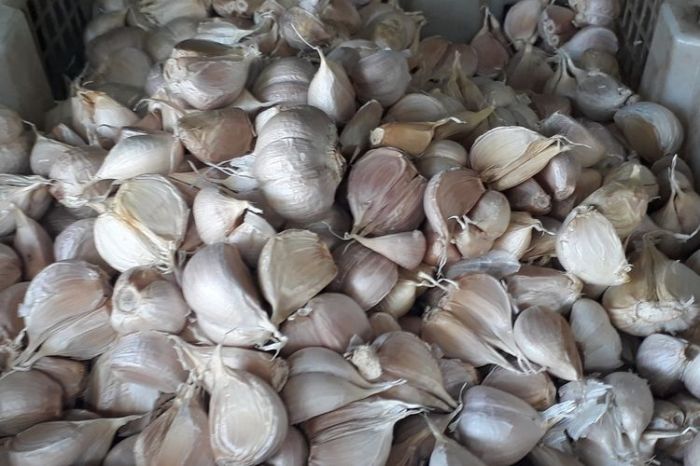 Peluang Usaha Bawang Putih dan Potensinya terbaru