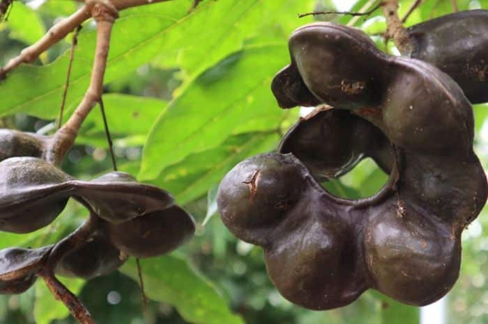 Peluang Usaha Jengkol dan Tips Budidaya Jengkol untuk Hasil Panen Berlimpah terbaru
