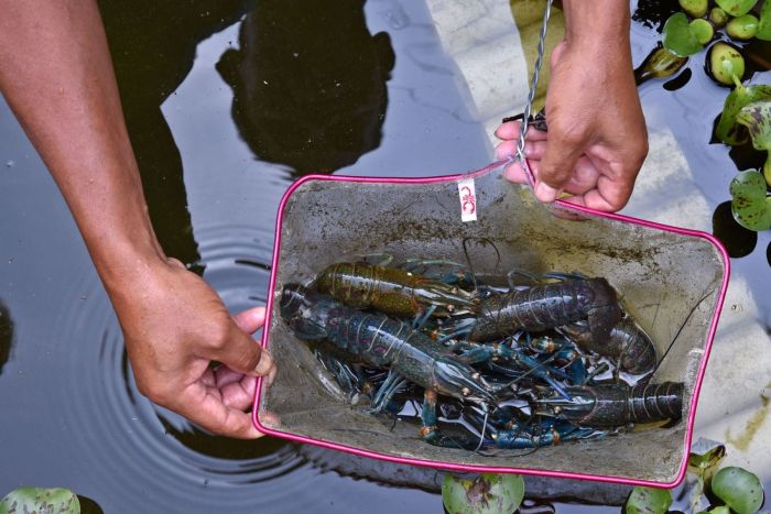 usaha lobster air tawar