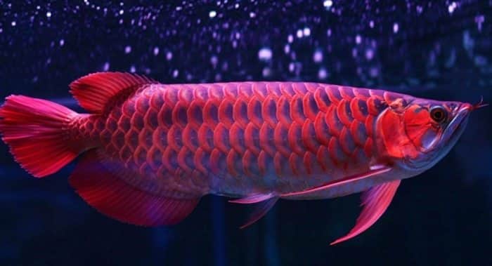 Peluang Usaha Ikan Arwana yang Sangat Besar dan Menjanjikan terbaru