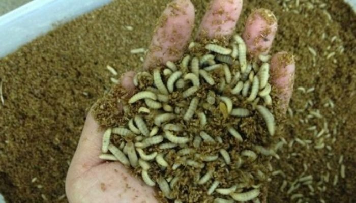 Peluang Usaha Maggot BSF terbaru usaha maggot