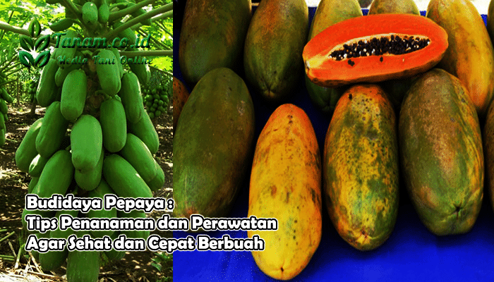 Usaha Budidaya Pepaya di Indonesia terbaru