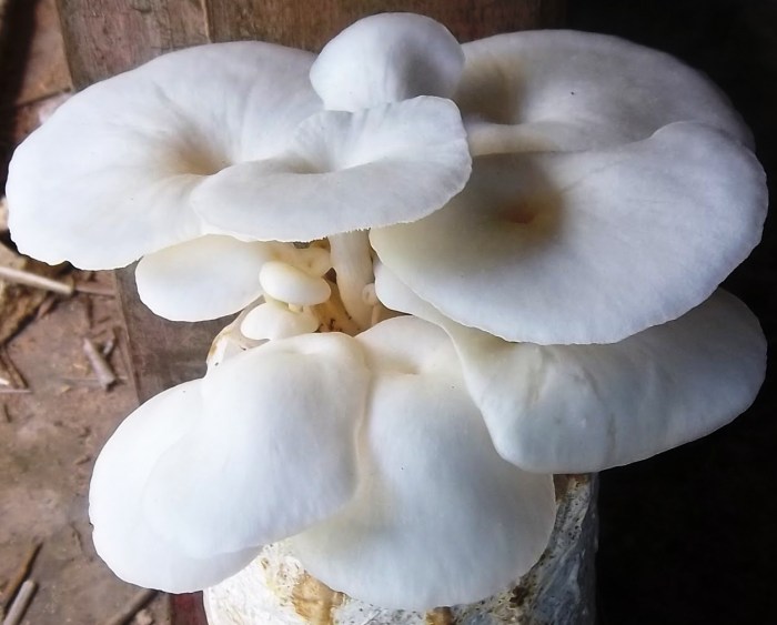 Peluang Usaha Jamur Kancing di Indonesia terbaru