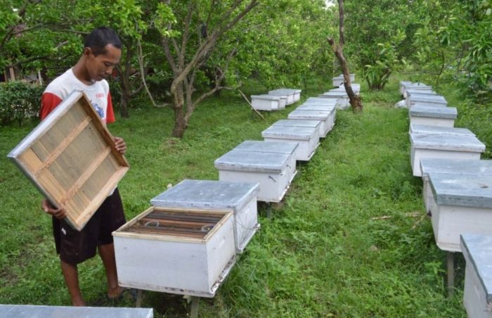 madu lebah budidaya analisa peluang usaha usahanya agrowindo agribisnis penghasilan Usaha Lebah Madu