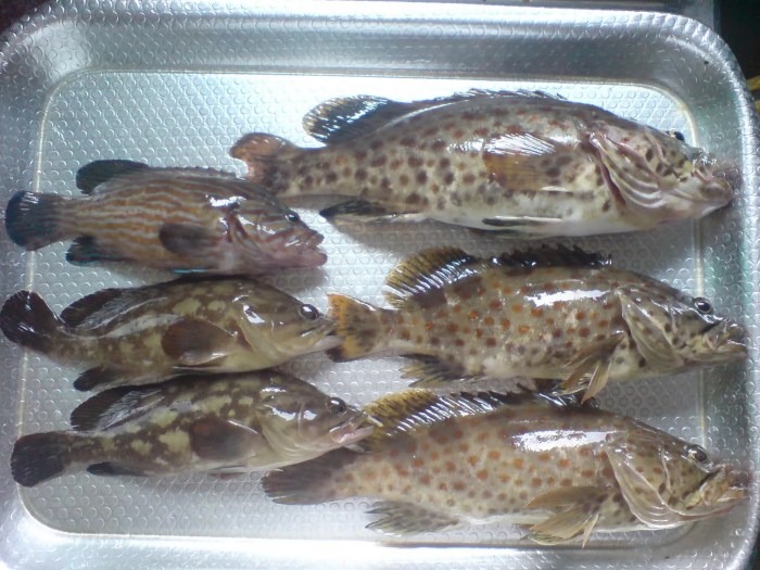 kerapu ikan kerapu ikan