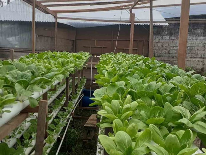 sayur organik tegal daerah tempat lengkap belanja bayi jus minum apakah