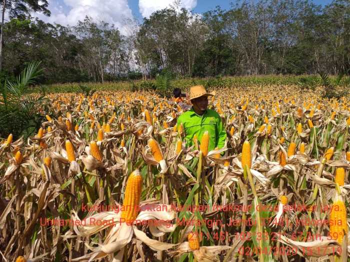 Peluang Usaha Jagung Hibrida di Indonesia terbaru