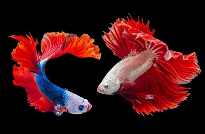 Maraknya Usaha Ikan Cupang: Tips Budidaya dan Peluang Bisnis terbaru usaha ikan cupang