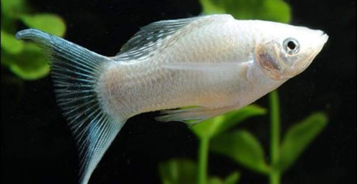 Memulai Bisnis Ikan Molly: Peluang, Jenis, dan Teknik Budidayanya terbaru Memulai Bisnis Ikan Molly: Peluang, Jenis, dan Teknik Budidayanya terbaru