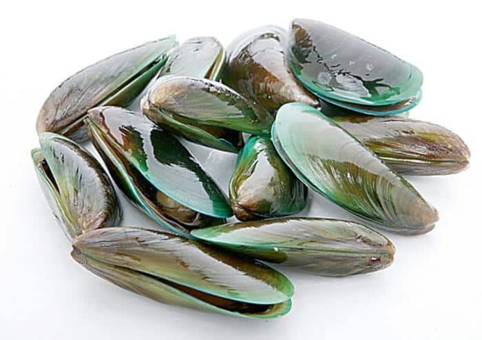 kerang hijau budidaya kupang umpan manfaat sembilang ilmubudidaya berbagai metode perna seafood kartika teluk memancing tawar jika