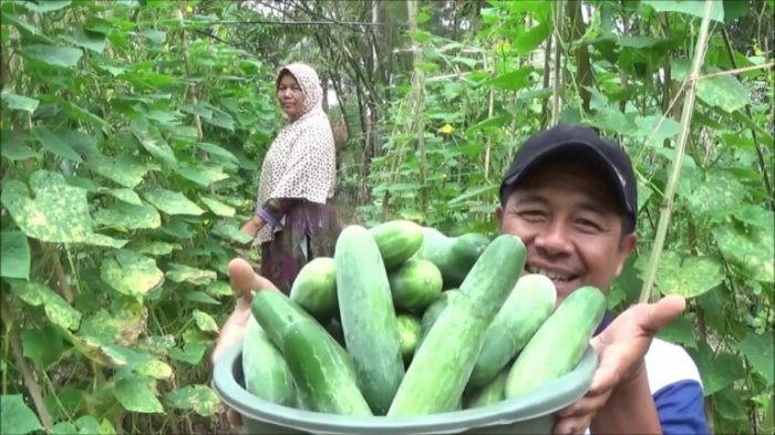 usaha mentimun lmgaagro timun