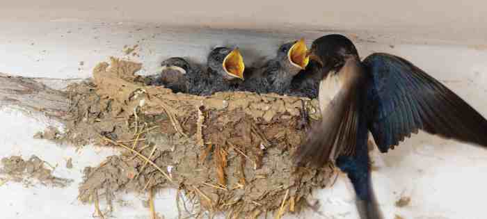 usaha burung walet