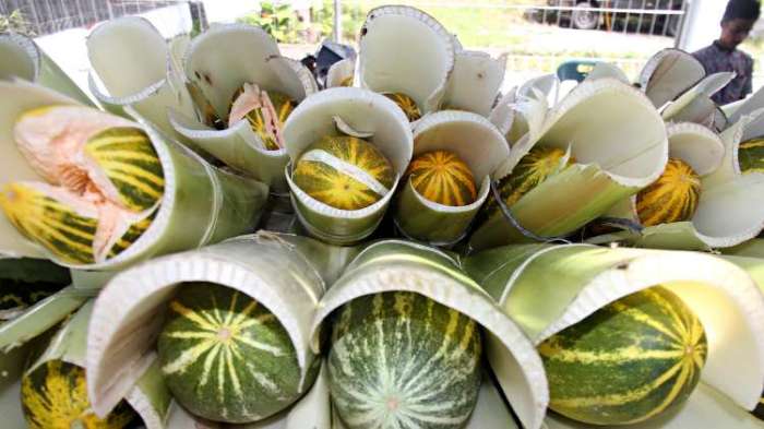 melon budidaya polybag tanam pohon lahan tanaman sempit hidroponik fertigasi memilih menanam productivity baik pertanian thegorbalsla trik kelengkapan dsb akm Usaha Mentimun yang Menguntungkan (Budidaya) terbaru