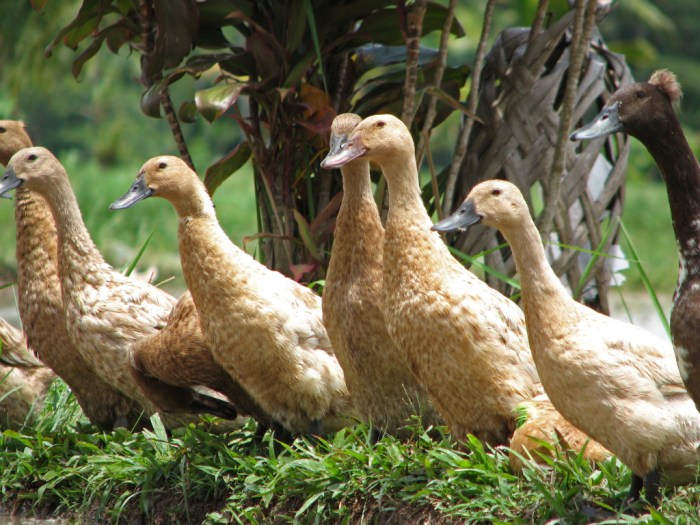 peluang usaha bebek
