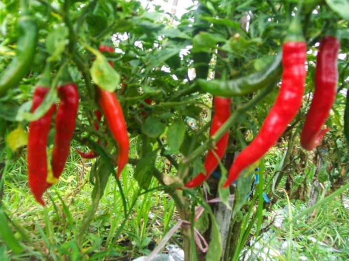 peluang usaha cabe merah