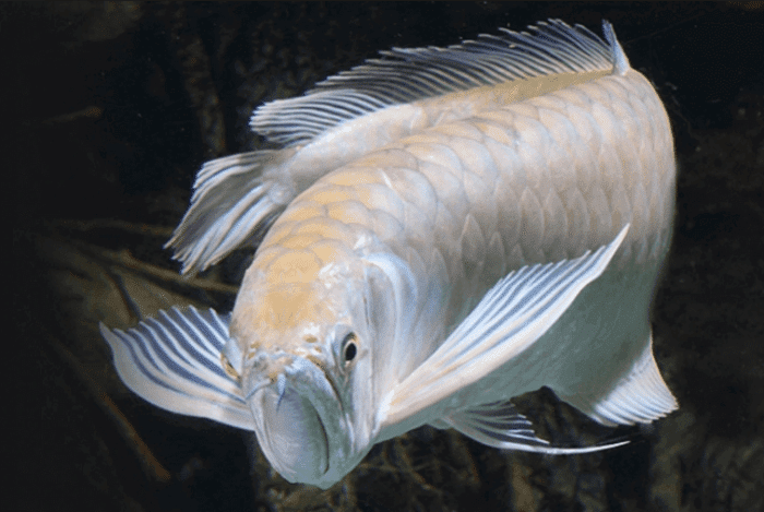 Peluang Usaha Ikan Arwana yang Sangat Besar dan Menjanjikan terbaru