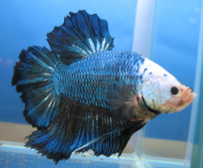 Maraknya Usaha Ikan Cupang: Tips Budidaya dan Peluang Bisnis terbaru usaha ikan cupang