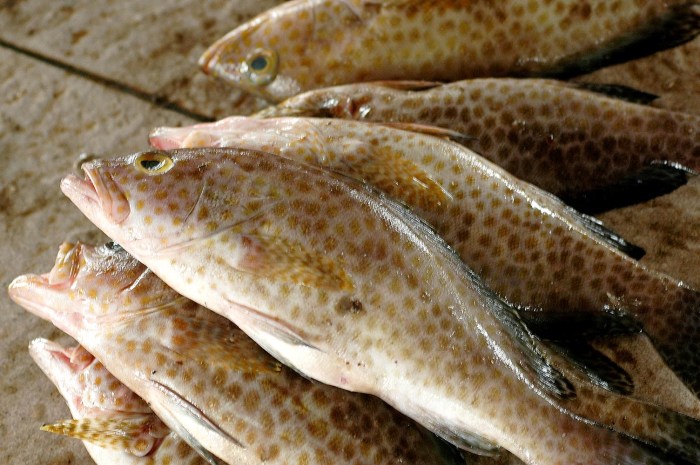 ikan kerapu budidaya analisa usaha konsumsi sunu majalahhewan usahanya peluang hidup aceh ekspor tongkol segar tenggiri pengadaan bibit disalurkan dkp bisnis budidaya ikan kerapu