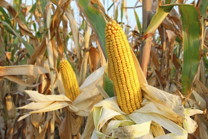 usaha jagung hibrida