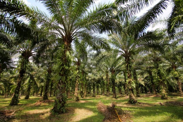 usaha kelapa sawit