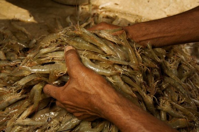 Usaha Udang Windu