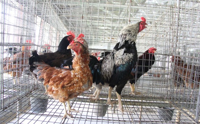usaha ayam kampung