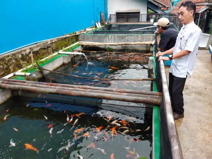 Budidaya Ikan Koi: Modal, Langkah-langkah, dan Peluang Usaha terbaru